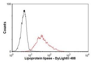 LPL / Lipoprotein Lipase Antibody