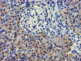 LPL / Lipoprotein Lipase Antibody - IHC of paraffin-embedded Human pancreas tissue using anti-LPL mouse monoclonal antibody.