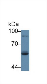 LPO / Lactoperoxidase Antibody - Western Blot; Sample: Human Saliva; Primary Ab: 5µg/ml Rabbit Anti-Rat LPO Antibody Second Ab: 0.2µg/mL HRP-Linked Caprine Anti-Rabbit IgG Polyclonal Antibody