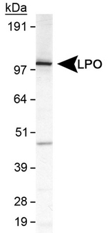 LPO / Lactoperoxidase Antibody - Detection of LPO in MDA-MB231 cell lysate.  This image was taken for the unconjugated form of this product. Other forms have not been tested.