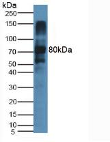 LPO / Lactoperoxidase Antibody - Western Blot; Sample: Rat Salivary Gland.