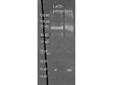 LPO / Lactoperoxidase Antibody - Sheep anti Lactoperoxidase antibody was used to detect Lactoperoxidase under reducing (R) and non-reducing (NR) conditions. Reduced samples of purified target proteins contained 4% BME and were boiled for 5 minutes. Samples of ~1ug of protein per lane were run by SDS-PAGE. Protein was transferred to nitrocellulose and probed with 1:3000 dilution of primary antibody. Detection shown was using Dylight 488 conjugated secondary antibody. Images were collected using the BioRad VersaDoc System