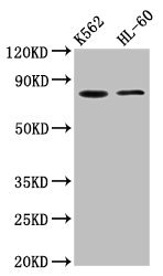 LPO / Lactoperoxidase Antibody - Western Blot Positive WB detected in: K562 whole cell lysate, HL60 whole cell lysate All lanes: LPO antibody at 5.1µg/ml Secondary Goat polyclonal to rabbit IgG at 1/50000 dilution Predicted band size: 81, 71 kDa Observed band size: 81 kDa