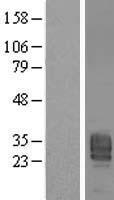 LPP3 / PPAP2B Protein - Western validation with an anti-DDK antibody * L: Control HEK293 lysate R: Over-expression lysate