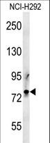 LPPR3 Antibody - PRG2 Antibody western blot of NCI-H292 cell line lysates (35 ug/lane). The PRG2 antibody detected the PRG2 protein (arrow).