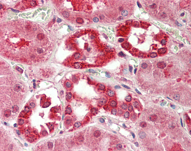 LPPR5 Antibody - Anti-LPPR5 antibody IHC staining of human kidney. Immunohistochemistry of formalin-fixed, paraffin-embedded tissue after heat-induced antigen retrieval. Antibody concentration 5 ug/ml.  This image was taken for the unconjugated form of this product. Other forms have not been tested.