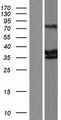 LPPR5 Protein - Western validation with an anti-DDK antibody * L: Control HEK293 lysate R: Over-expression lysate