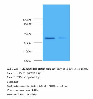 LPS regulatory protein YciM Antibody - Western blot.  This image was taken for the unconjugated form of this product. Other forms have not been tested.