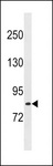 LRCH1 Antibody - LRCH1 Antibody western blot of HeLa cell line lysates (35 ug/lane). The LRCH1 antibody detected the LRCH1 protein (arrow).