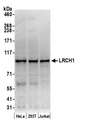 LRCH1 Antibody - Detection of human LRCH1 by western blot. Samples: Whole cell lysate (50 µg) from HeLa, HEK293T, and Jurkat cells prepared using NETN lysis buffer. Antibody: Affinity purified rabbit anti-LRCH1 antibody used for WB at 0.1 µg/ml. Detection: Chemiluminescence with an exposure time of 3 minutes.