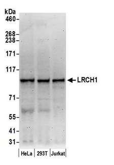 LRCH1 Antibody - Detection of human LRCH1 by western blot. Samples: Whole cell lysate (50 µg) from HeLa, HEK293T, and Jurkat cells prepared using NETN lysis buffer. Antibody: Affinity purified rabbit anti-LRCH1 antibody used for WB at 0.1 µg/ml. Detection: Chemiluminescence with an exposure time of 3 minutes.