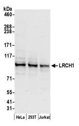 LRCH1 Antibody - Detection of human LRCH1 by western blot. Samples: Whole cell lysate (50 µg) from HeLa, HEK293T, and Jurkat cells prepared using NETN lysis buffer. Antibody: Affinity purified rabbit anti-LRCH1 antibody used for WB at 0.1 µg/ml. Detection: Chemiluminescence with an exposure time of 30 seconds.