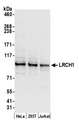LRCH1 Antibody - Detection of human LRCH1 by western blot. Samples: Whole cell lysate (50 µg) from HeLa, HEK293T, and Jurkat cells prepared using NETN lysis buffer. Antibody: Affinity purified rabbit anti-LRCH1 antibody used for WB at 0.1 µg/ml. Detection: Chemiluminescence with an exposure time of 30 seconds.