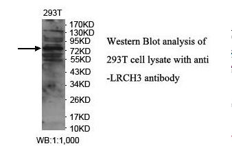 LRCH3 Antibody