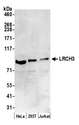 LRCH3 Antibody - Detection of human LRCH3 by western blot. Samples: Whole cell lysate (50 µg) from HeLa, HEK293T, and Jurkat cells prepared using NETN lysis buffer. Antibody: Affinity purified rabbit anti-LRCH3 antibody used for WB at 0.4 µg/ml. Detection: Chemiluminescence with an exposure time of 3 minutes.