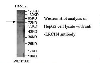 LRCH4 Antibody