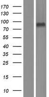 LRFN1 Protein - Western validation with an anti-DDK antibody * L: Control HEK293 lysate R: Over-expression lysate