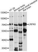 LRFN3 Antibody - Western blot analysis of extracts of various cell lines, using LRFN3 antibody at 1:1000 dilution. The secondary antibody used was an HRP Goat Anti-Rabbit IgG (H+L) at 1:10000 dilution. Lysates were loaded 25ug per lane and 3% nonfat dry milk in TBST was used for blocking. An ECL Kit was used for detection and the exposure time was 30s.