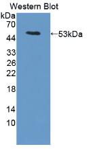 LRG1 / LRG Antibody - Western Blot; Sample: Recombinant protein.