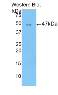 LRG1 / LRG Antibody - Western blot of recombinant LRG1 / LRG.  This image was taken for the unconjugated form of this product. Other forms have not been tested.