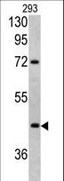 LRG1 / LRG Antibody - Western blot of LRG1 antibody in 293 cell line lysates (35 ug/lane). LRG1 (arrow) was detected using the purified antibody.