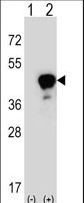 LRG1 / LRG Antibody - Western blot of LRG1 (arrow) using rabbit polyclonal LRG1 Antibody. 293 cell lysates (2 ug/lane) either nontransfected (Lane 1) or transiently transfected (Lane 2) with the LRG1 gene.