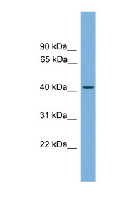 LRG1 / LRG Antibody - LRG1 antibody Western blot of Fetal Lung lysate. This image was taken for the unconjugated form of this product. Other forms have not been tested.