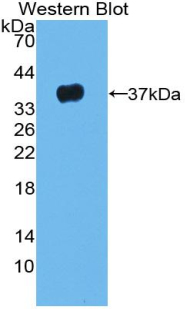 LRG1 / LRG Antibody - Western blot of recombinant LRG1 / LRG.