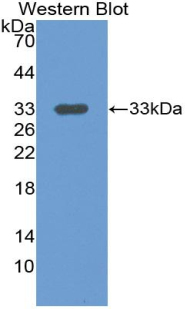 LRG1 / LRG Antibody - Western blot of recombinant LRG1 / LRG.