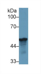 LRG1 / LRG Antibody - Western Blot; Sample: Human HepG2 cell lysate; Primary Ab: 1µg/ml Rabbit Anti-Rat LRG1 Antibody Second Ab: 0.2µg/mL HRP-Linked Caprine Anti-Rabbit IgG Polyclonal Antibody