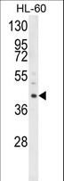 LRG1 / LRG Antibody - Western blot of LRG1 Antibody in HL-60 cell line lysates (35 ug/lane). LRG1 (arrow) was detected using the purified antibody.