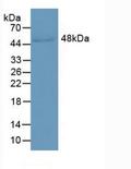 LRG1 / LRG Antibody - Western Blot; Sample: Human Serum.