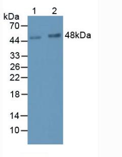 LRG1 / LRG Antibody - Western Blot; Sample: Lane1: Human Serum; Lane2: Human Urine.