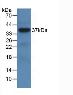 LRG1 / LRG Antibody - Western Blot; Sample: Recombinant LRG1, Human.