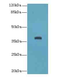 LRG1 / LRG Antibody - Western blot. All lanes: LRG1 antibody at 2 ug/ml+Mos- liver tissue Goat polyclonal to rabbit at 1:10000 dilution. Predicted band size: 38 kDa. Observed band size: 38 kDa.