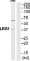 LRG1 / LRG Antibody - Western blot analysis of extracts from K562 cells, using A2GL antibody.