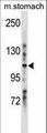 LRIG1 Antibody - LRIG1 Antibody western blot of mouse stomach tissue lysates (35 ug/lane). The LRIG1 antibody detected the LRIG1 protein (arrow).