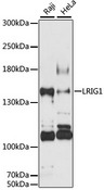 LRIG1 Antibody - Western blot analysis of extracts of various cell lines, using LRIG1 antibody at 1:3000 dilution. The secondary antibody used was an HRP Goat Anti-Rabbit IgG (H+L) at 1:10000 dilution. Lysates were loaded 25ug per lane and 3% nonfat dry milk in TBST was used for blocking. An ECL Kit was used for detection and the exposure time was 90s.