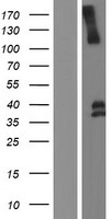 LRIG1 Protein - Western validation with an anti-DDK antibody * L: Control HEK293 lysate R: Over-expression lysate