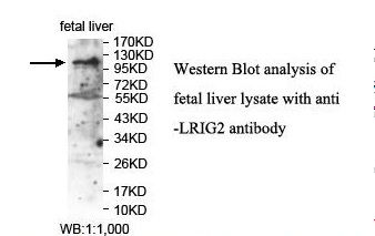 LRIG2 Antibody