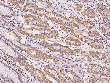 LRIG2 Antibody - Immunochemical staining of human LRIG2 in human stomach with rabbit polyclonal antibody at 1:100 dilution, formalin-fixed paraffin embedded sections.