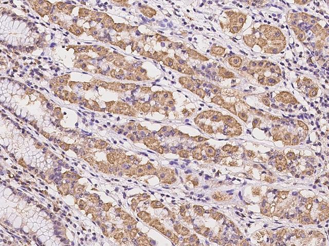 LRIG2 Antibody - Immunochemical staining of human LRIG2 in human stomach with rabbit polyclonal antibody at 1:100 dilution, formalin-fixed paraffin embedded sections.