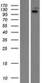 LRIG2 Protein - Western validation with an anti-DDK antibody * L: Control HEK293 lysate R: Over-expression lysate