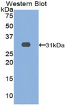 LRIG3 Antibody - Western blot of recombinant LRIG3.  This image was taken for the unconjugated form of this product. Other forms have not been tested.