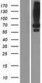 LRIT2 Protein - Western validation with an anti-DDK antibody * L: Control HEK293 lysate R: Over-expression lysate