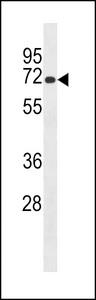 LRMP / JAW1 Antibody - Western blot of lysate from mouse spleen tissue lysate, using Mouse Lrmp Antibody. Antibody was diluted at 1:1000 at each lane. A goat anti-rabbit IgG H&L (HRP) at 1:5000 dilution was used as the secondary antibody. Lysate at 35ug per lane.