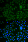 LRP1 / CD91 Antibody - Immunofluorescence analysis of U2OS cells.
