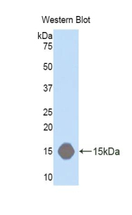 LRP1 / CD91 Antibody - Western blot of recombinant LRP1 / CD91.  This image was taken for the unconjugated form of this product. Other forms have not been tested.