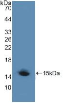 LRP1 / CD91 Antibody - Western Blot; Sample: Recombinant LRP1, Human.
