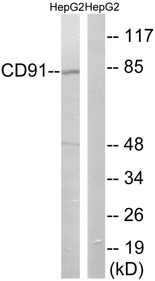 LRP1 / CD91 Antibody - Western blot analysis of lysates from HepG2 cells, using CD91 Antibody. The lane on the right is blocked with the synthesized peptide.